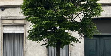 Tree in a street